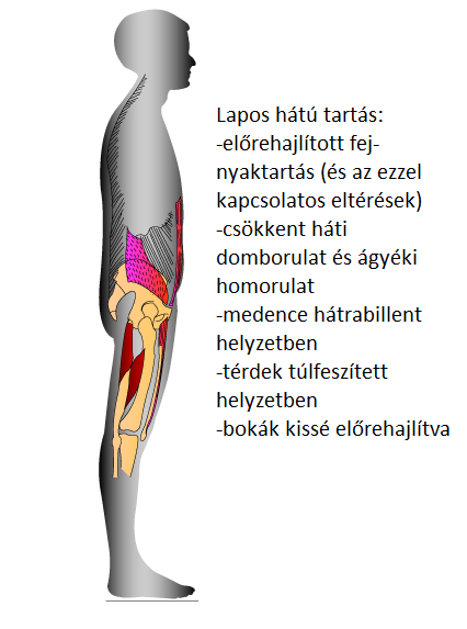 lumbalis lordosis jelentése fájdalom a váll karjainak ízületeiben hogyan kell kezelni