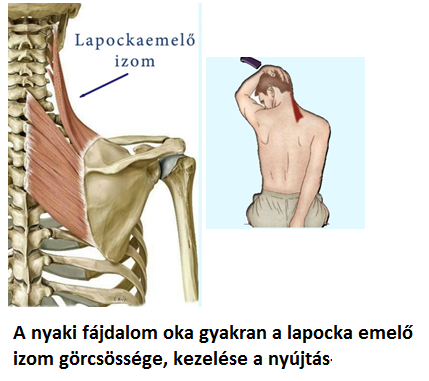 osteoarthritis, a nyaki gerinc domináns elváltozása nyilvánul meg
